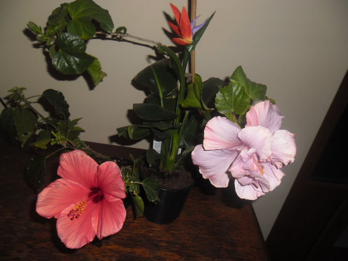 hibiscus grup