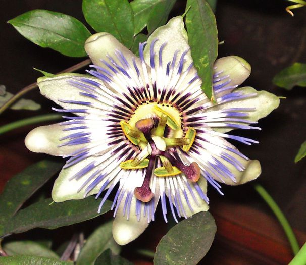 Passiflora caerulea