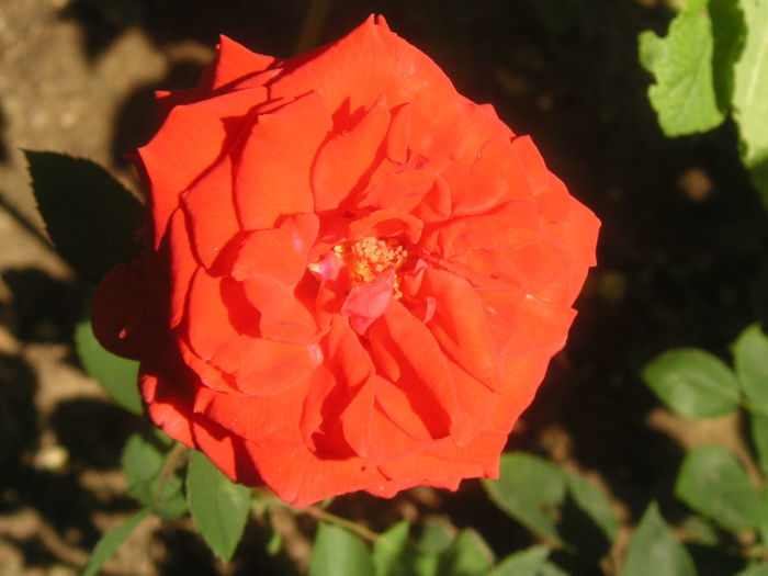 SANY0024
