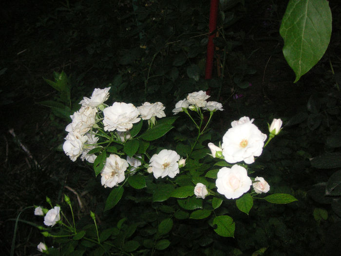 SANY0033
