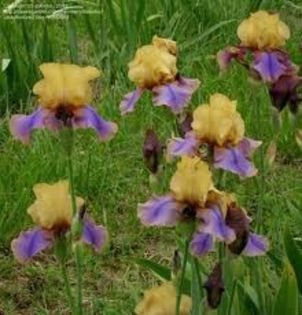 gypsy prince iris - 0 Viitorii mei irisi