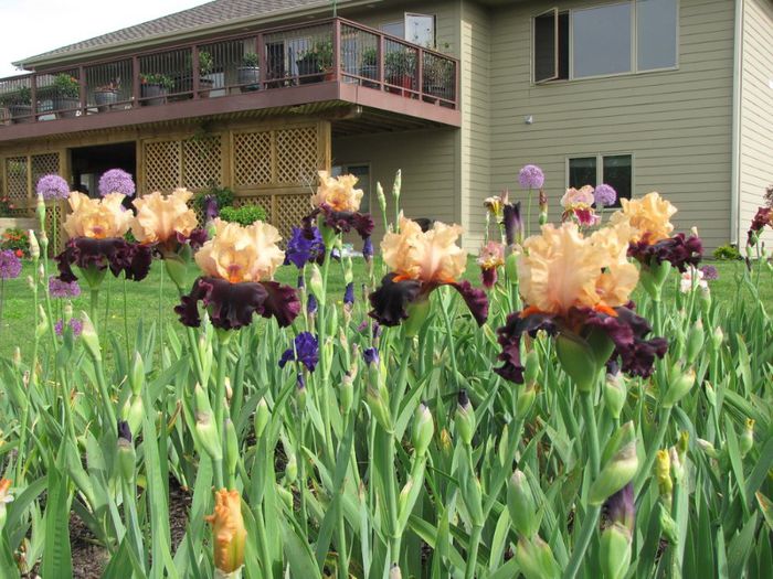 ocelot iris