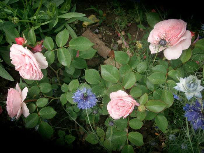 SANY4232 - Trandafiri 2013