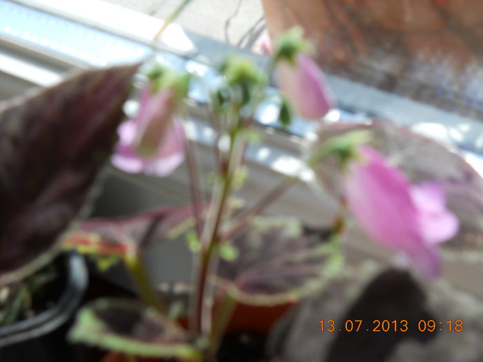 008 - IULIE 2013