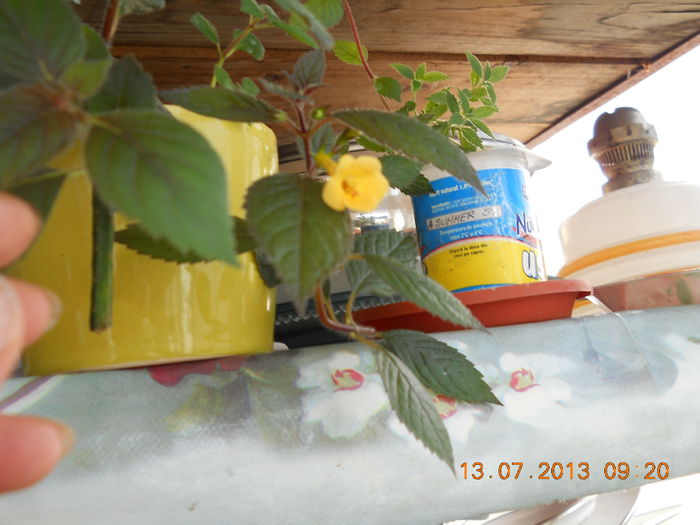 016 - IULIE 2013