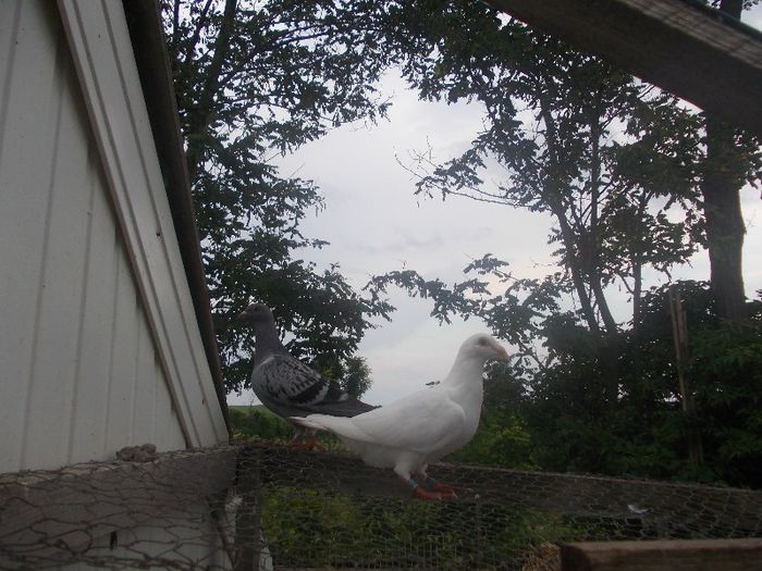 Picture 086