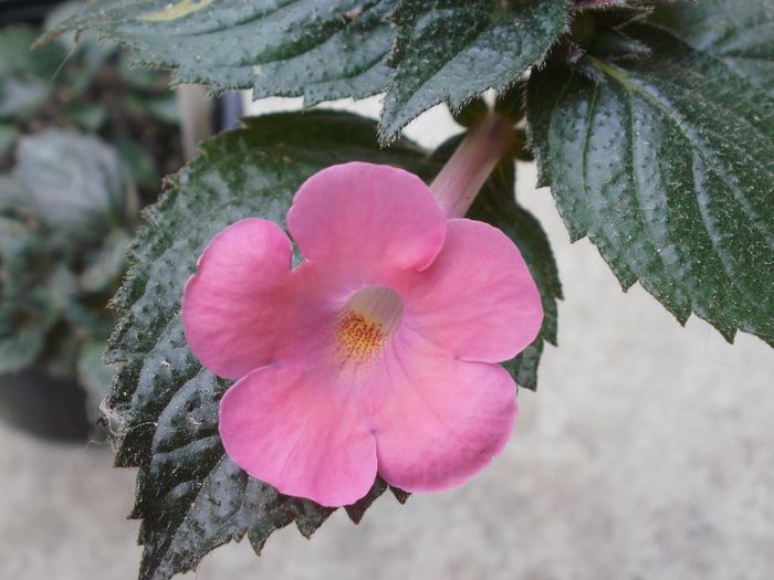 `Simbirochka` - Achimenes and co