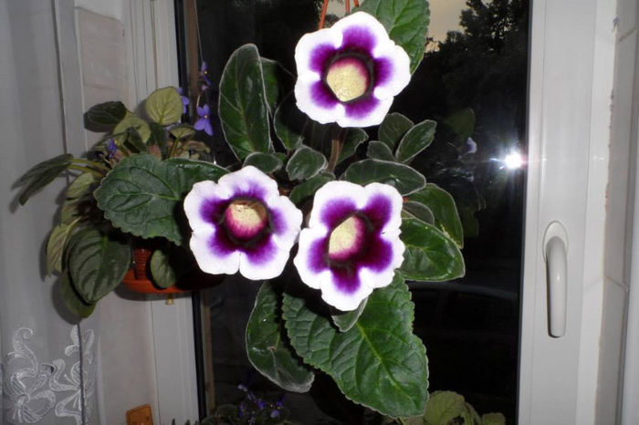 Kaiser Wilhelm. - Gloxinia_spectaculoase