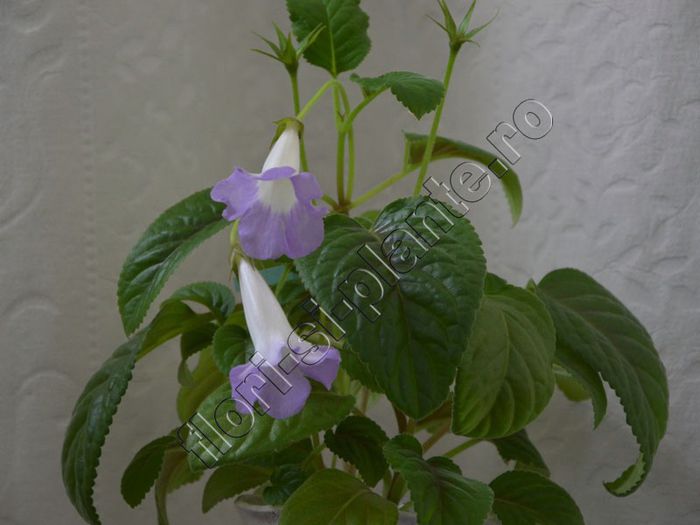 Sinningia Luci s My beauty - GLOXINIA_SINNINGIA - Hibrizii mei -My hybrids