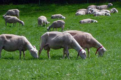 berbeci frise de vanzare 0728087870