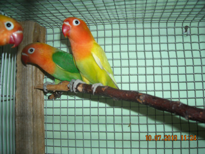 DSCN0144 - Pui agapornis