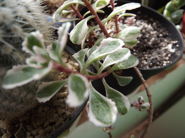 Sedum - SUCULENTE