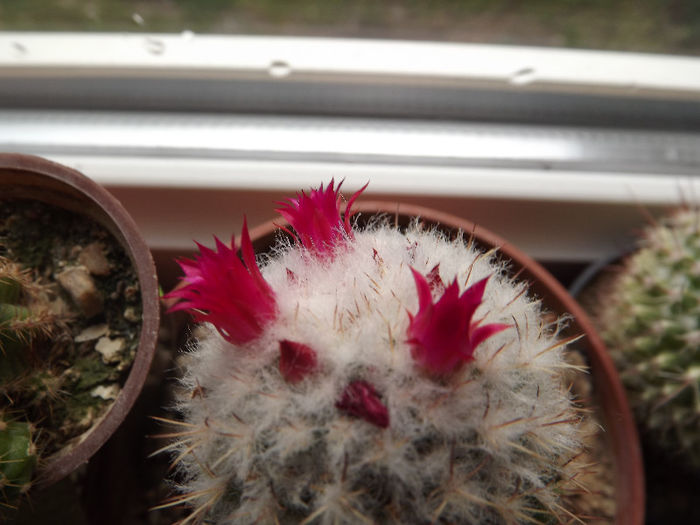Mammilaria
