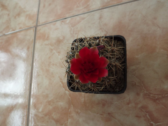 Gymnocalicium baldianum