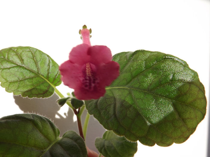 DSCF0336 - SINNINGII