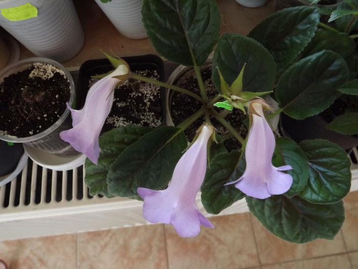 Blue Ciel - SINNINGII