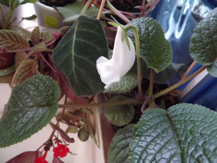 DSCF0276 - SINNINGII