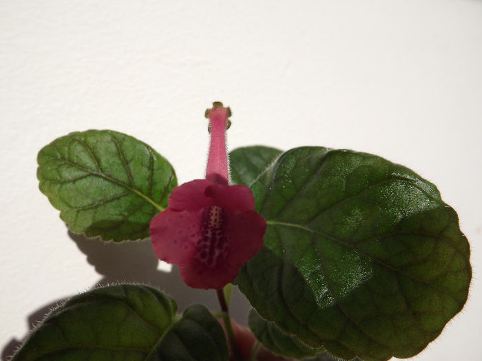 DSCF0333 - SINNINGII