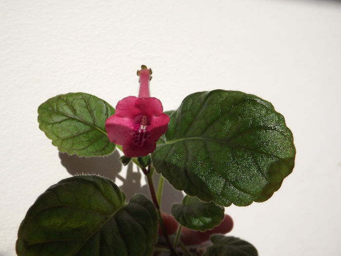 DSCF0332 - SINNINGII
