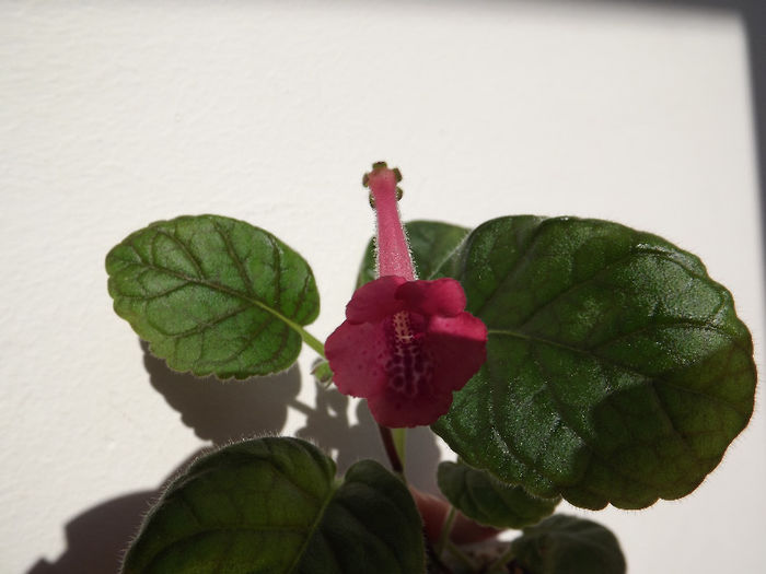 DSCF0334 - SINNINGII