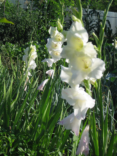 IMG_2733 - gladiole