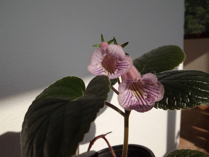 DSCF0509 - SINNINGII