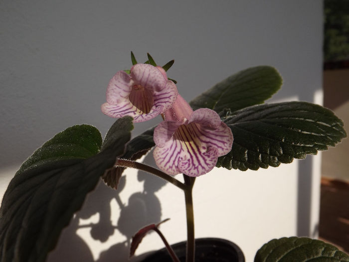 DSCF0511 - SINNINGII