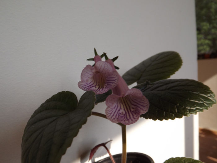 DSCF0512 - SINNINGII