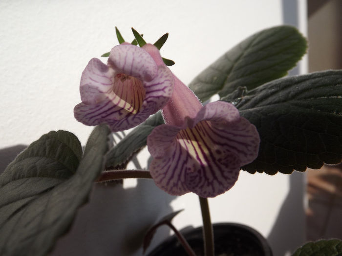 DSCF0513 - SINNINGII