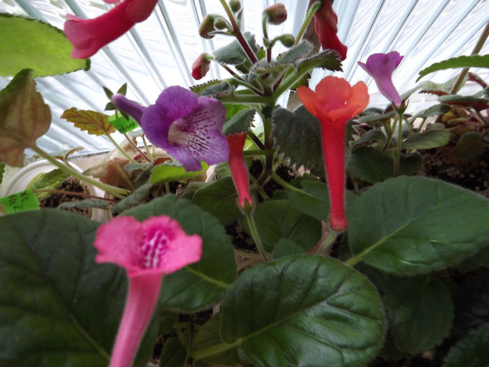 DSCF0519 - SINNINGII