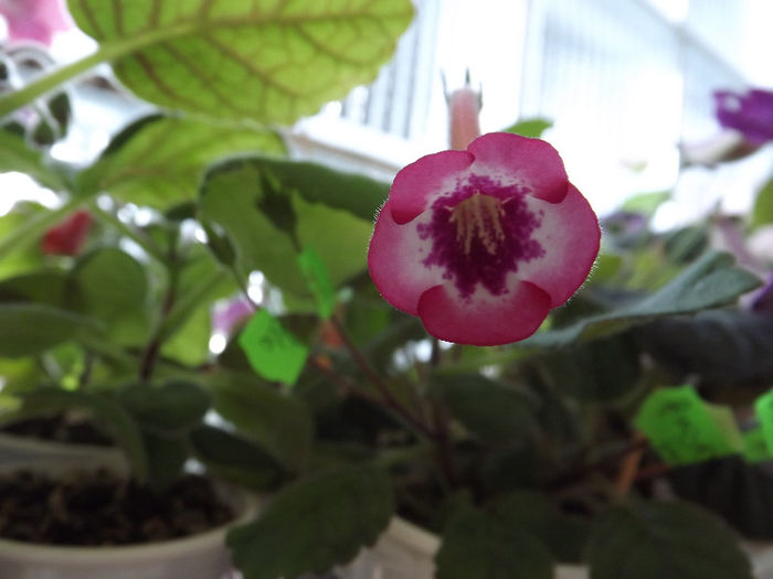 Super Pink - SINNINGII