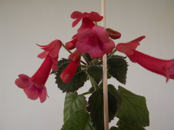 DSCF0562 - SINNINGII