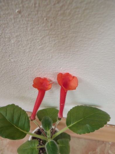 Super Orange - SINNINGII