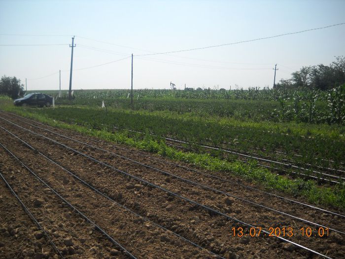 DSCN1493 - gradina 2013