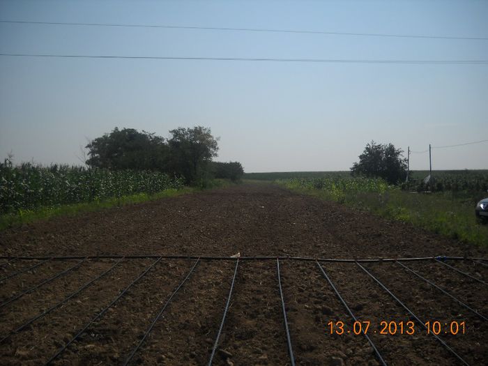 DSCN1494 - gradina 2013