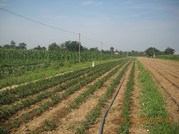 DSCN1496 - gradina 2013