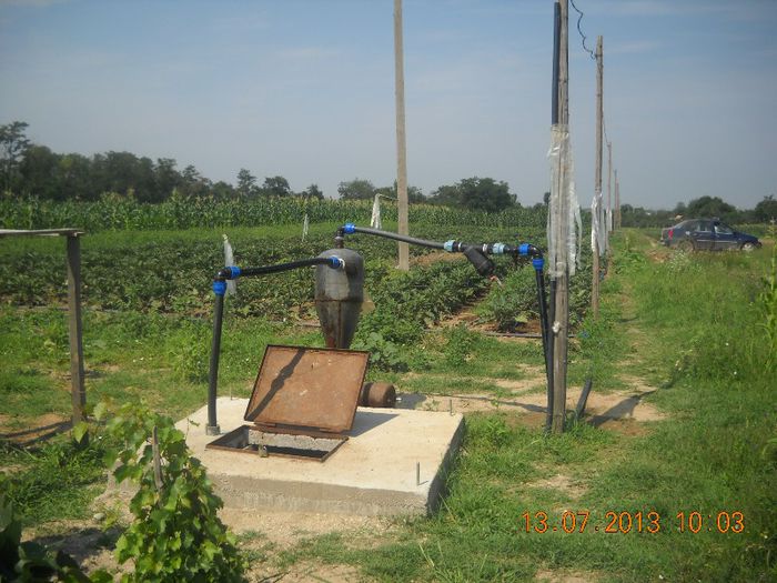 DSCN1500 - gradina 2013