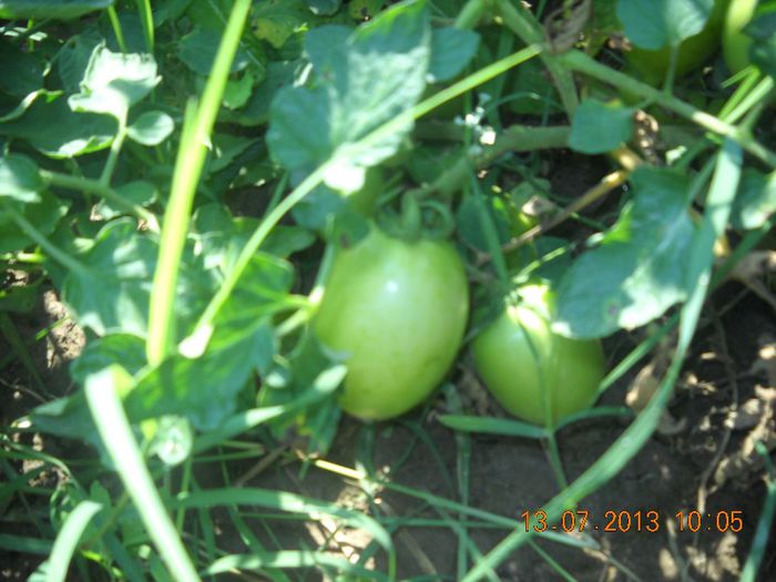 DSCN1512 - gradina 2013