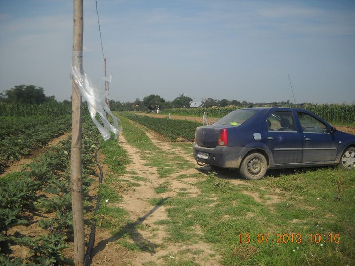 DSCN1532 - gradina 2013