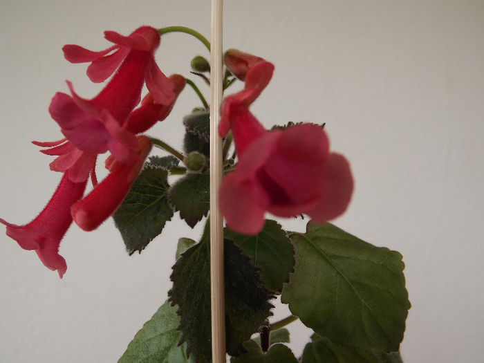DSCF0564 - SINNINGII