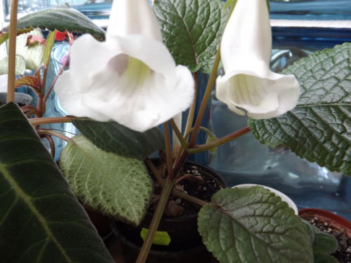DSCF0583 - SINNINGII