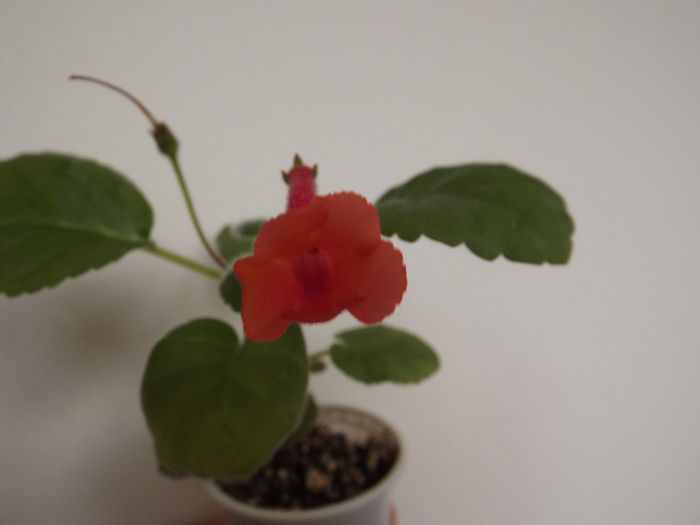 DSCF0600 - SINNINGII