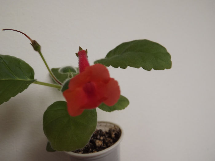 DSCF0603 - SINNINGII