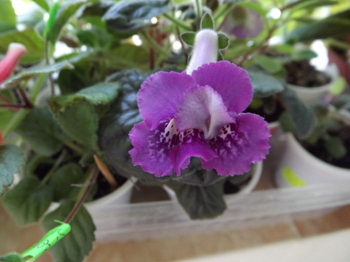 DSCF0633 - SINNINGII