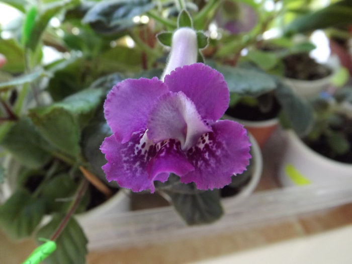 DSCF0635 - SINNINGII