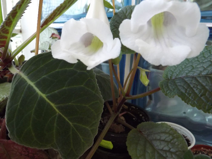 DSCF0638 - SINNINGII