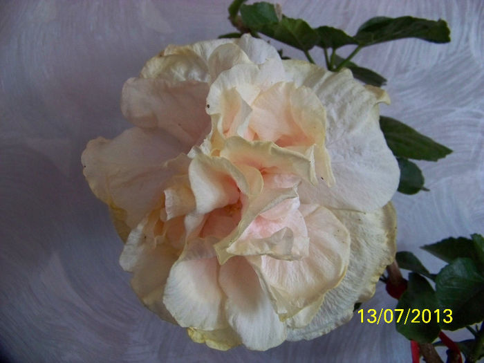 465_0218 - Bride_s bouquet 2013