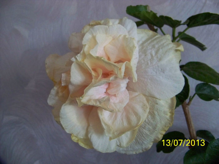 465_0220 - Bride_s bouquet 2013