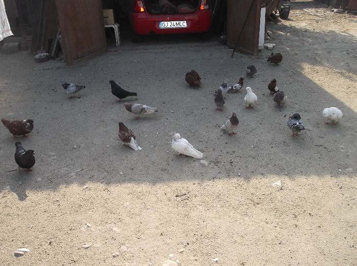  - la gramada porumbei arhiva