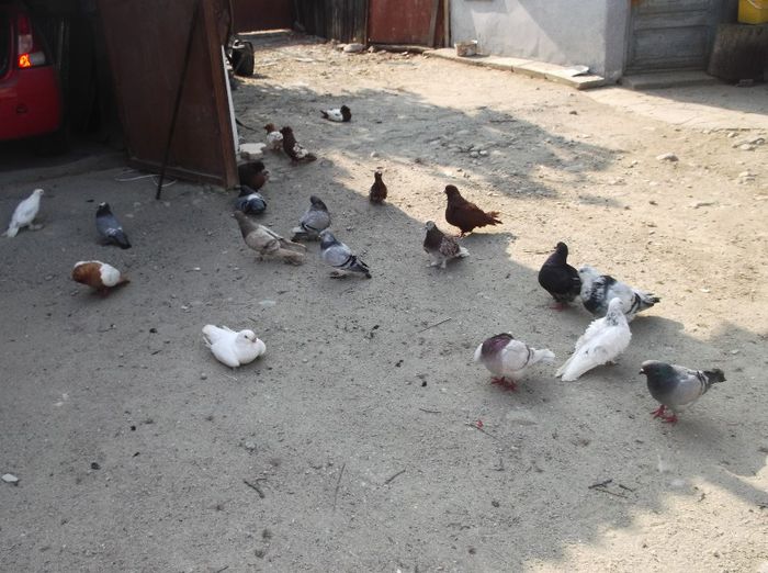  - la gramada porumbei arhiva